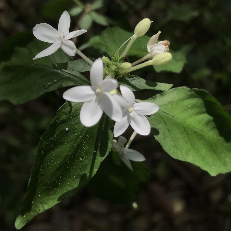 Pseuderanthemum tenellum photo 4