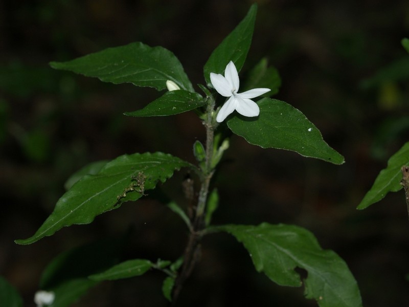 Pseuderanthemum tenellum photo 5