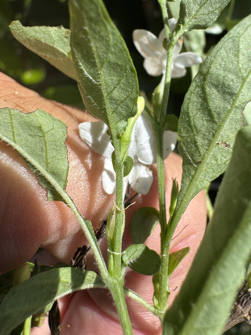 Pseuderanthemum tenellum photo 6