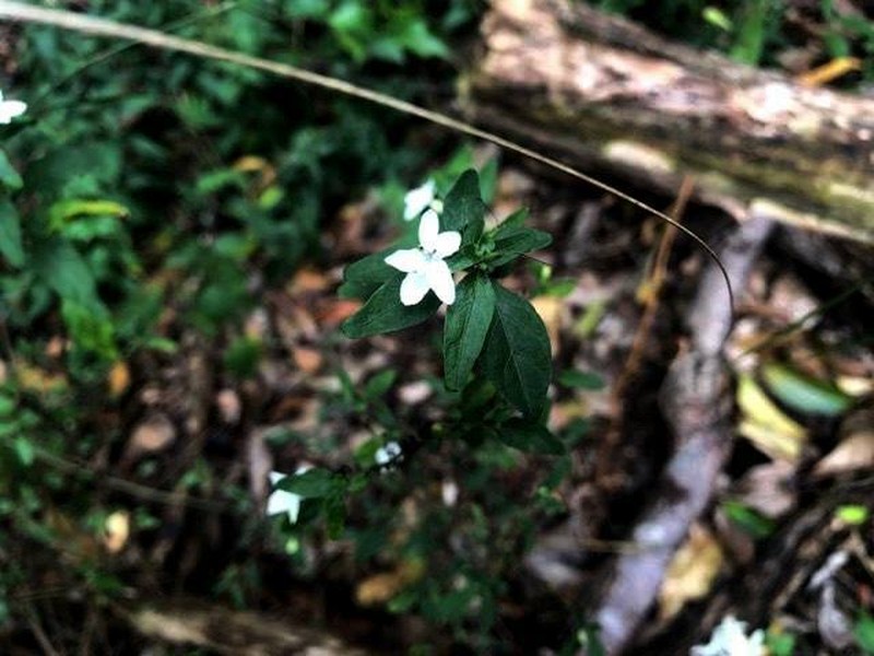 Pseuderanthemum tenellum photo 7