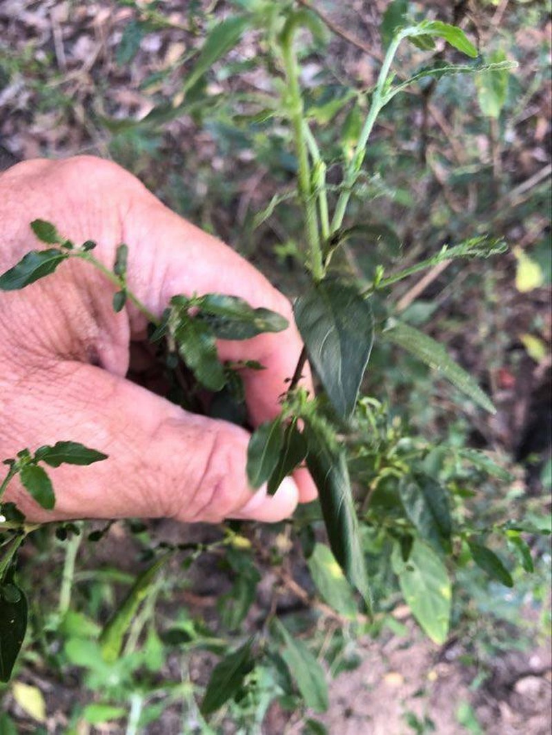 Pseuderanthemum tenellum photo 8