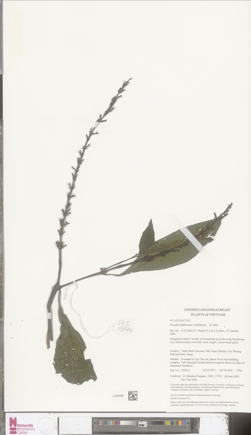 Pseuderanthemum tonkinense