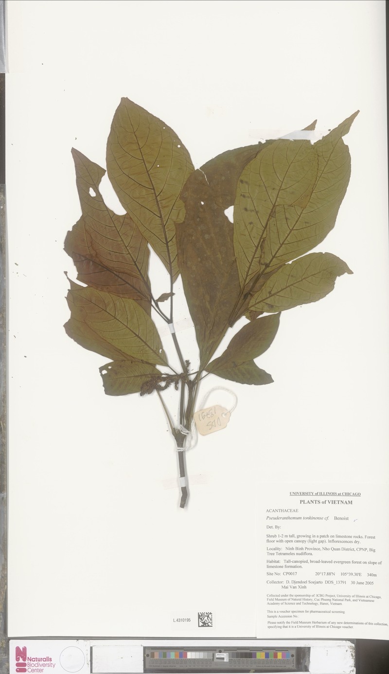 Pseuderanthemum tonkinense photo 2