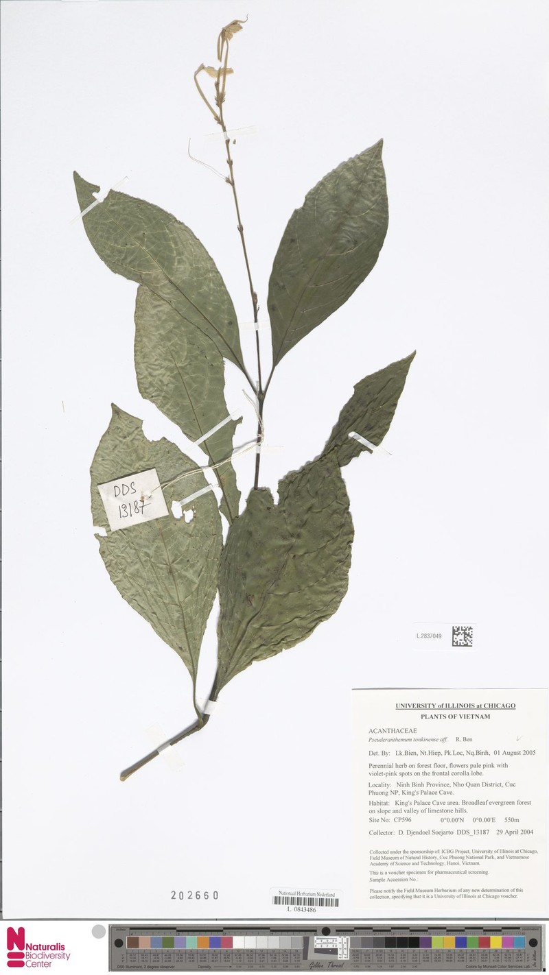 Pseuderanthemum tonkinense photo 3