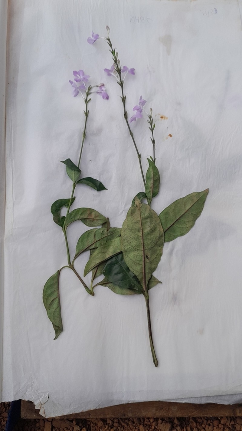 Pseuderanthemum tunicatum