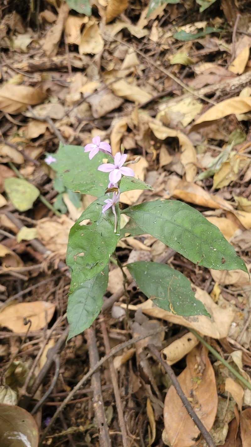 Pseuderanthemum tunicatum photo 2
