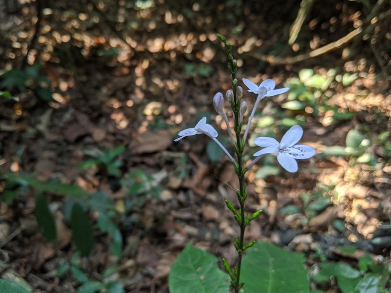 Pseuderanthemum tunicatum photo 3