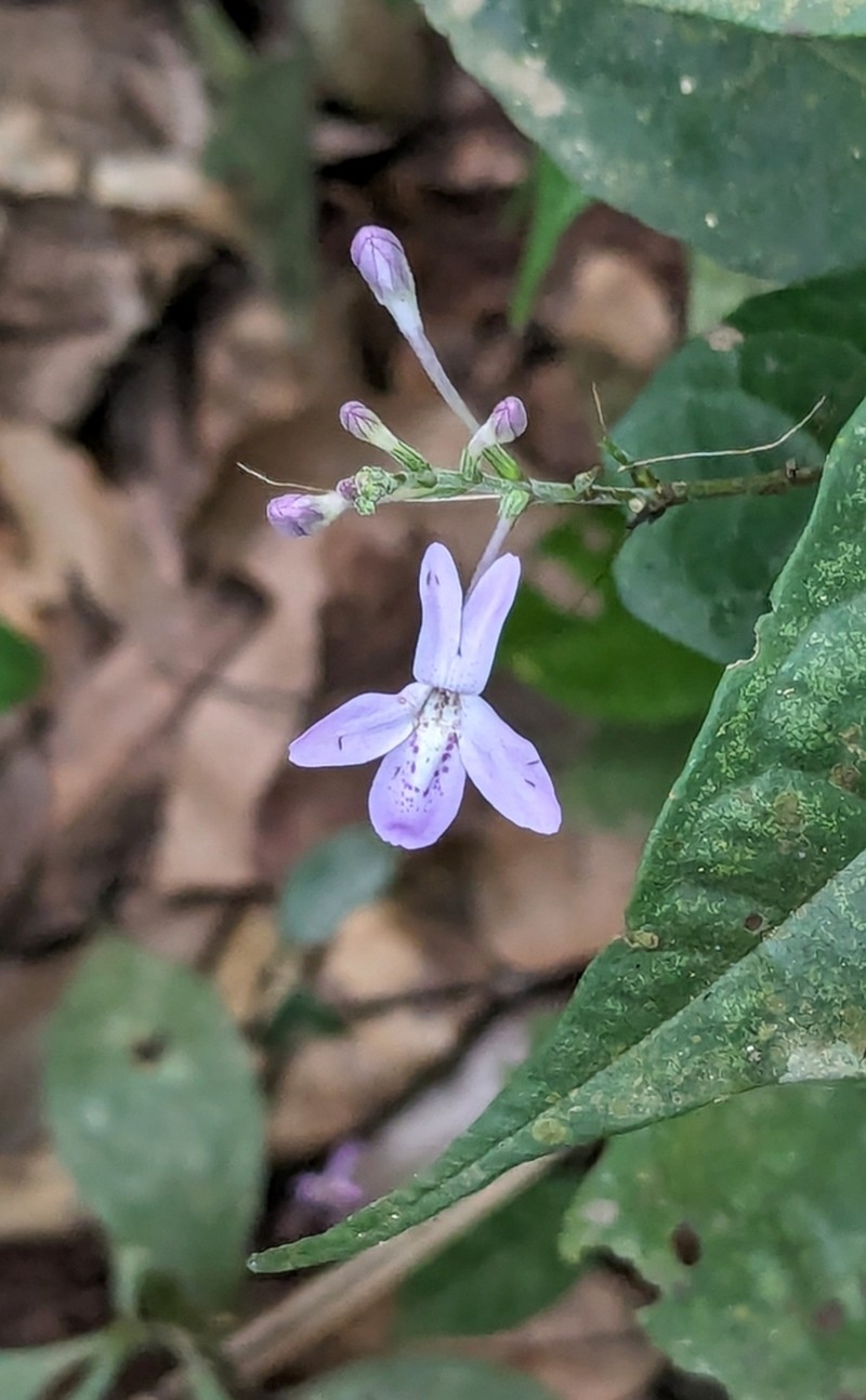 Pseuderanthemum tunicatum photo 4