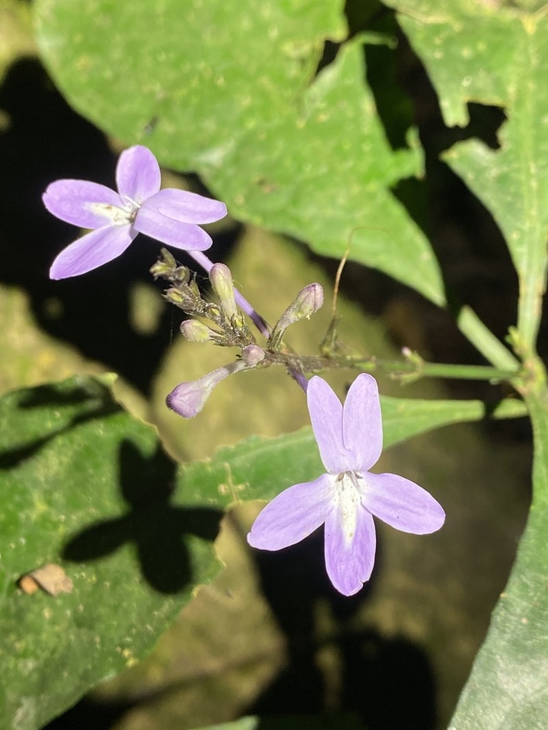 Pseuderanthemum tunicatum photo 5