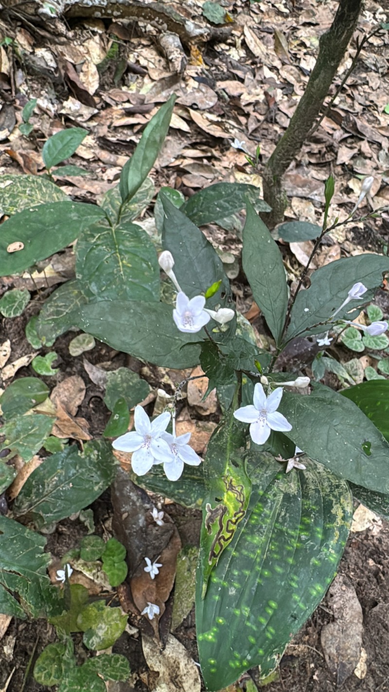 Pseuderanthemum tunicatum photo 6