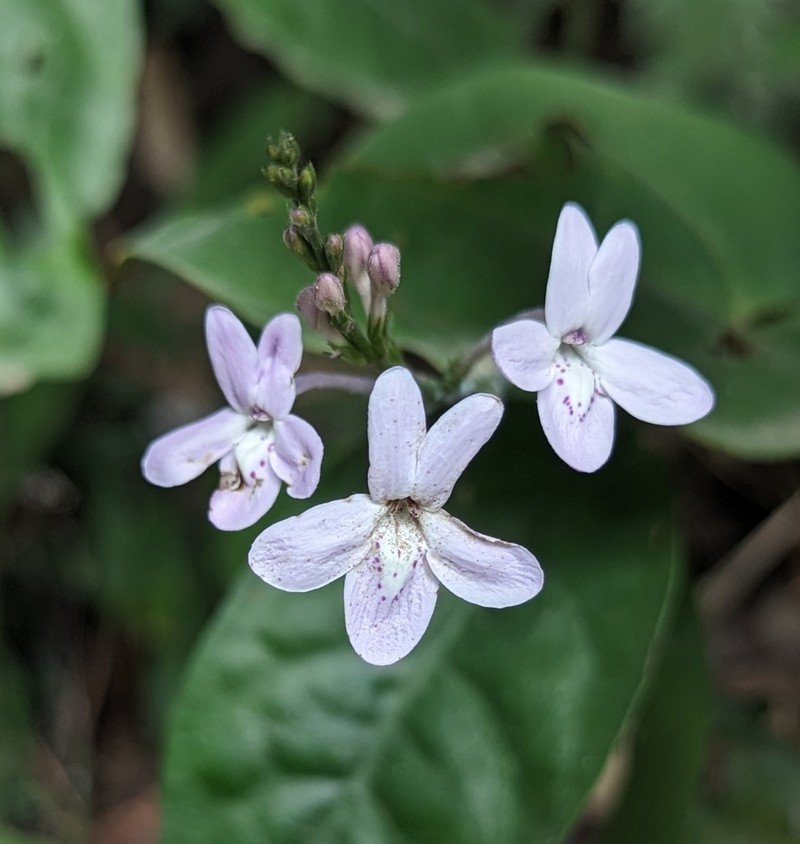 Pseuderanthemum tunicatum photo 7