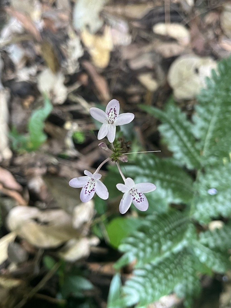 Pseuderanthemum tunicatum photo 8