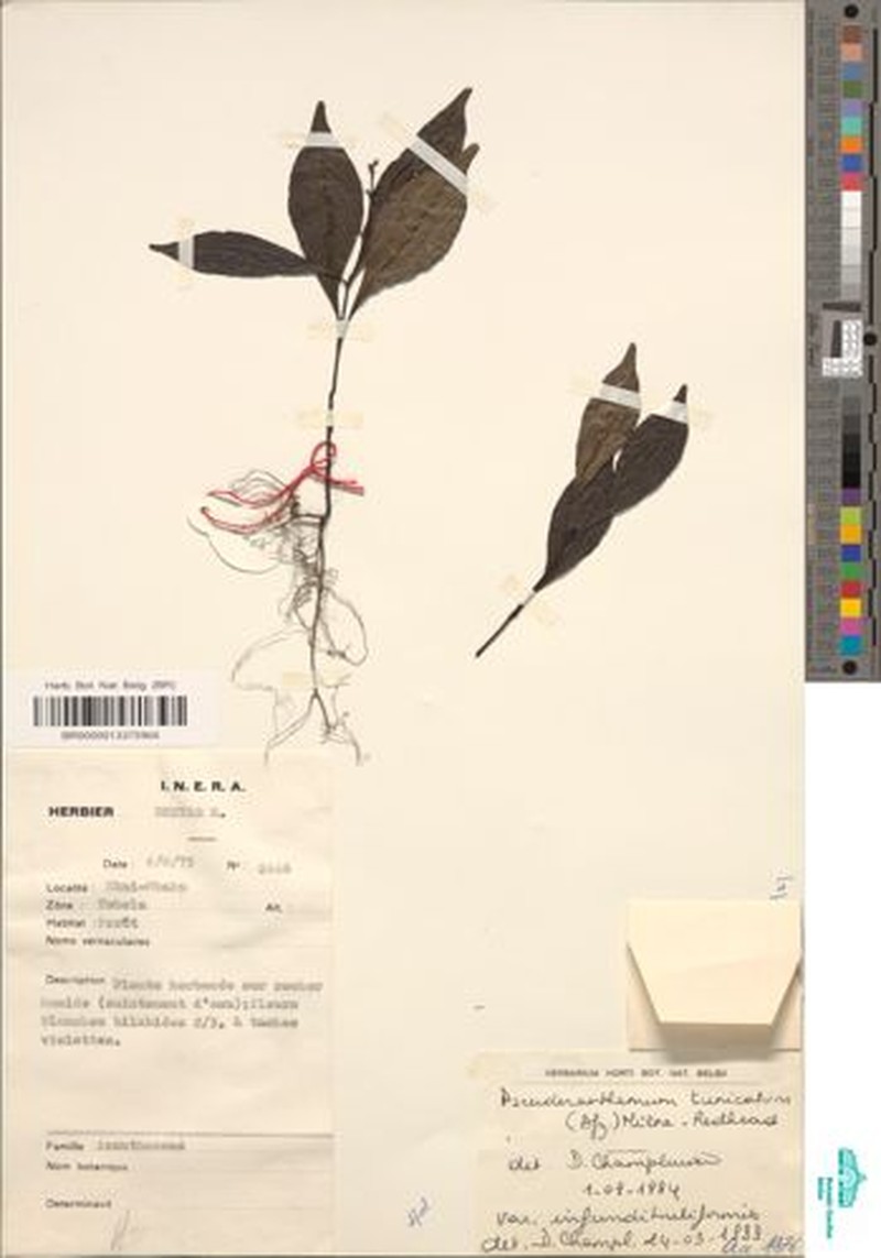 Pseuderanthemum tunicatum var. infundibuliforme