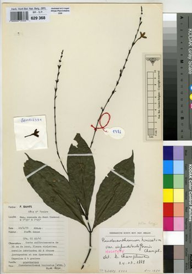 Pseuderanthemum tunicatum var. infundibuliforme photo 2