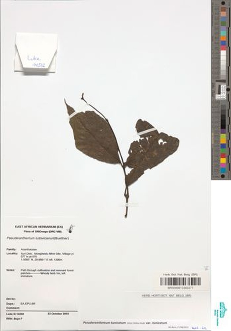 Pseuderanthemum tunicatum var. tunicatum