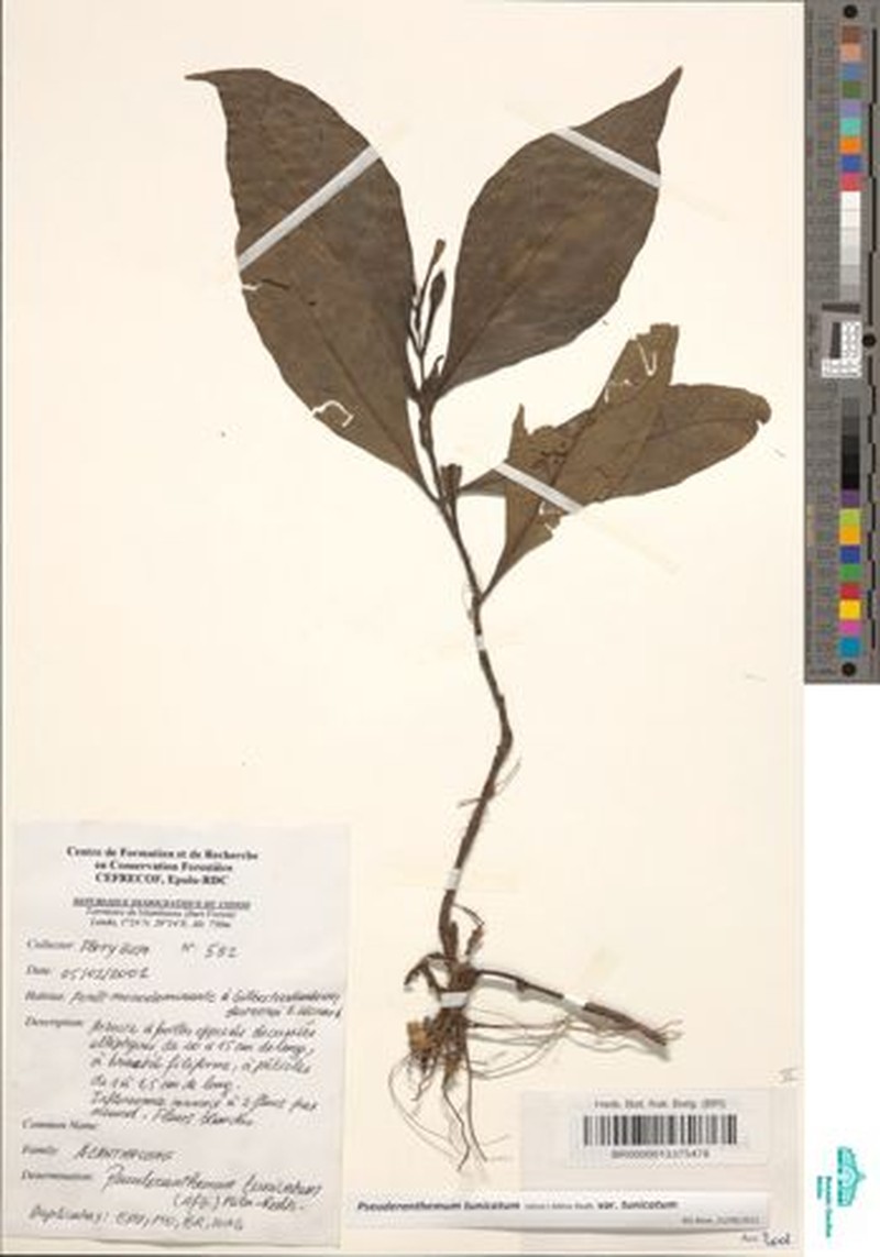 Pseuderanthemum tunicatum var. tunicatum photo 2
