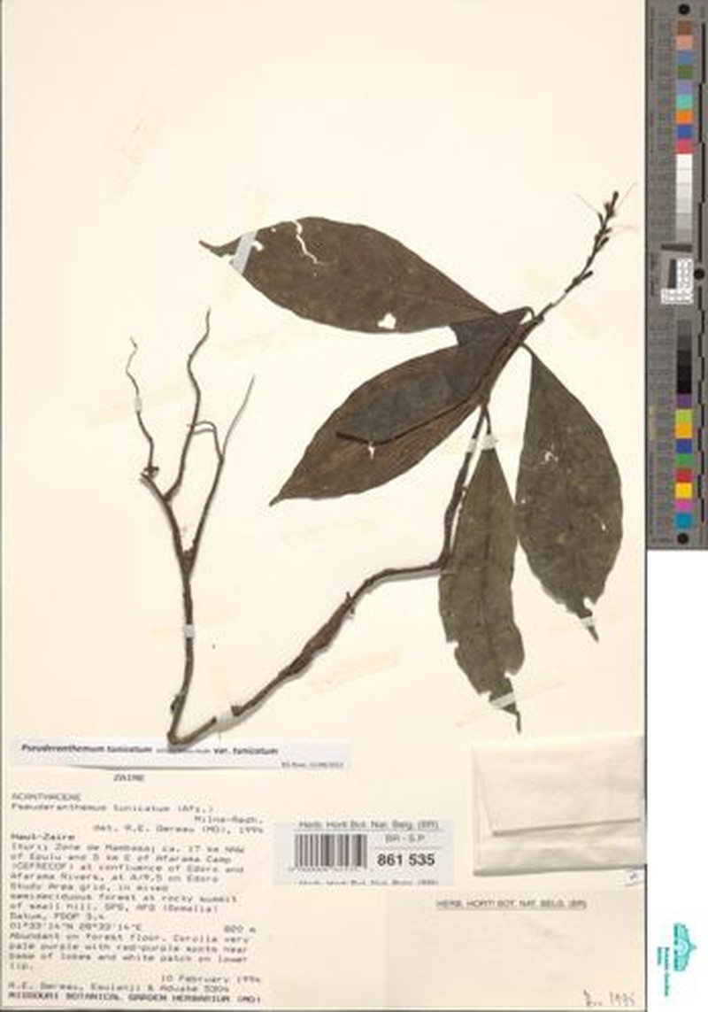 Pseuderanthemum tunicatum var. tunicatum photo 3