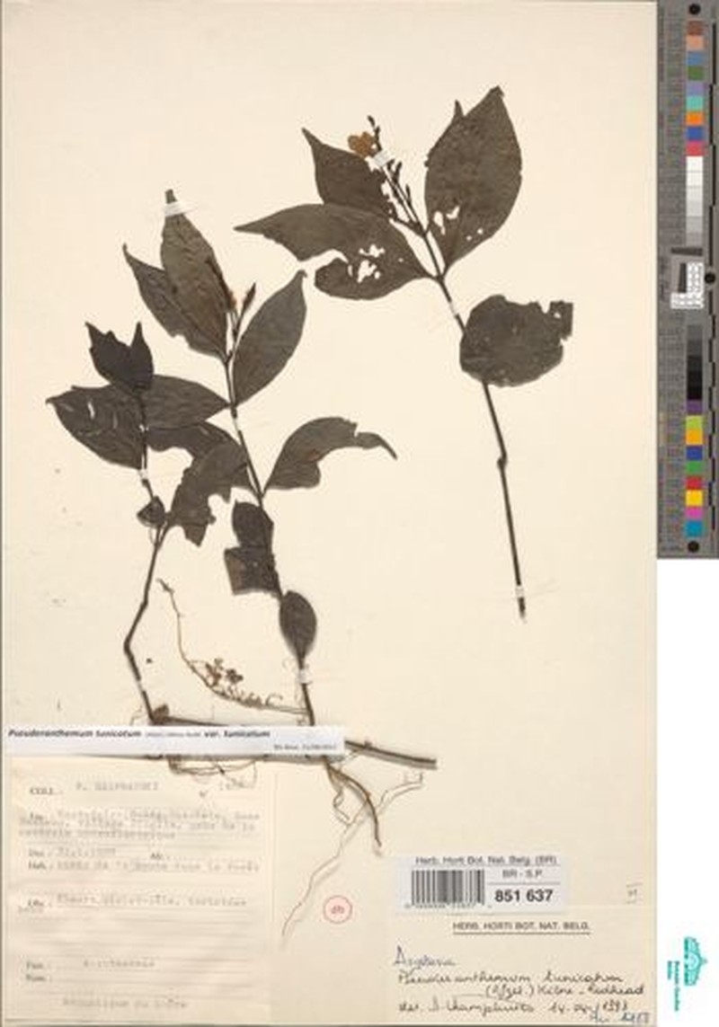 Pseuderanthemum tunicatum var. tunicatum photo 4