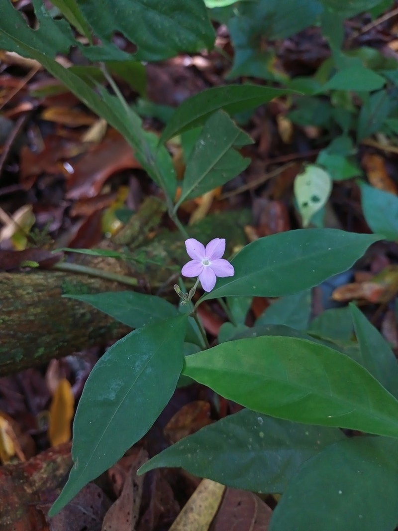 Pseuderanthemum verapazense