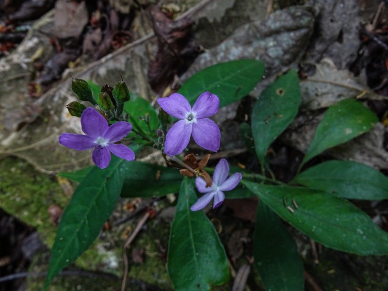 Pseuderanthemum verapazense photo 2