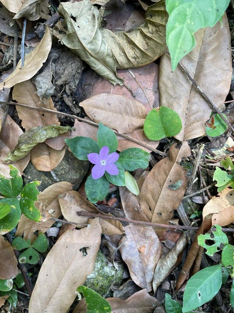 Pseuderanthemum verapazense photo 3