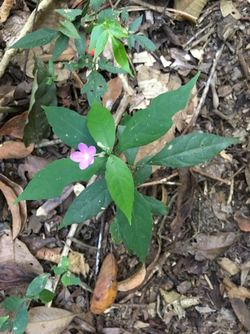 Pseuderanthemum verapazense photo 4