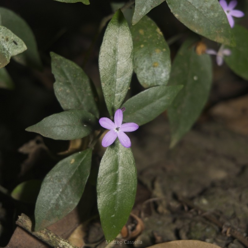 Pseuderanthemum verapazense photo 5