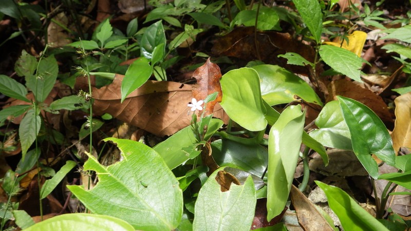 Pseuderanthemum verapazense photo 6
