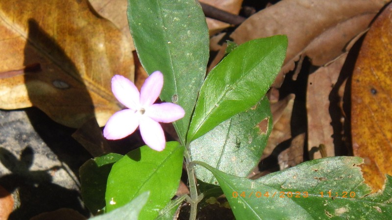 Pseuderanthemum verapazense photo 7