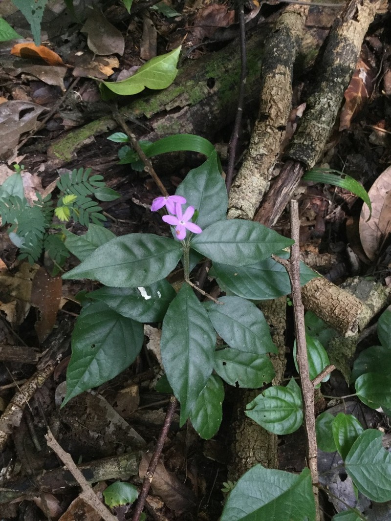 Pseuderanthemum verapazense photo 8