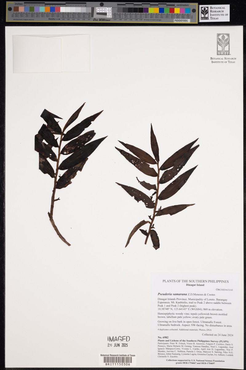 Pseuderia samarana