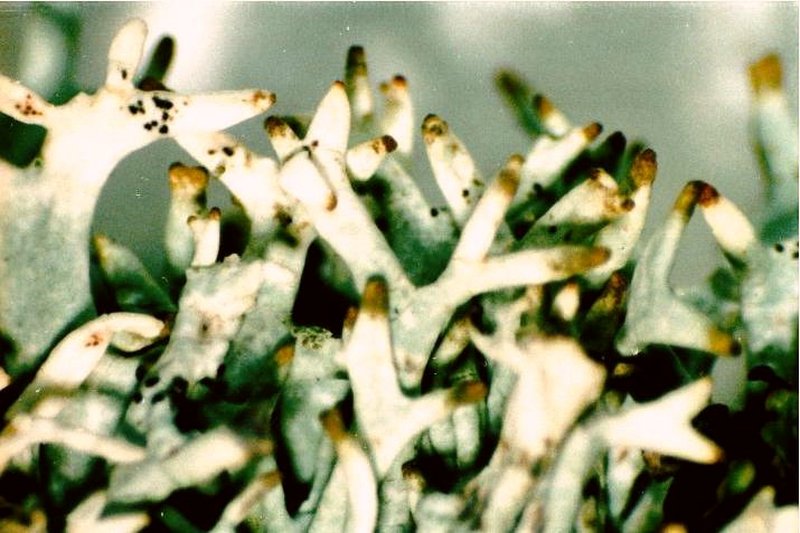 Light And Dark Lichen