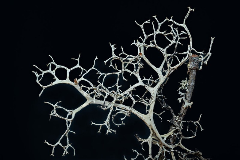Light And Dark Lichen