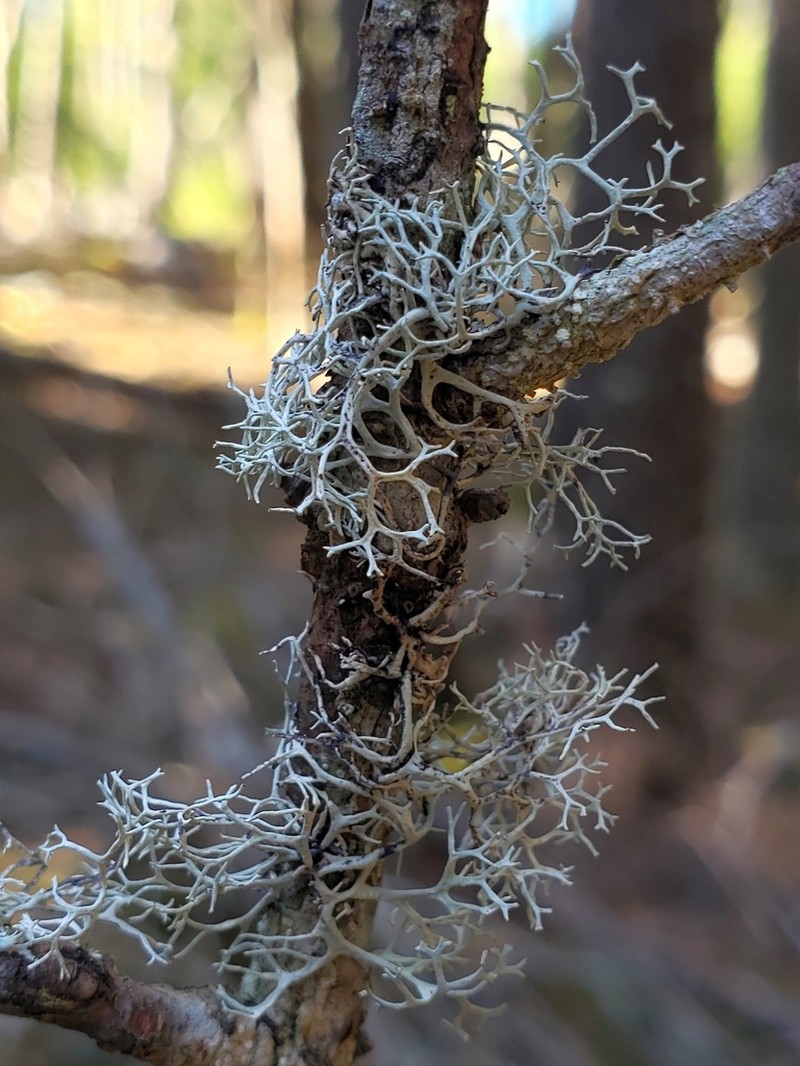 Light And Dark Lichen photo 2