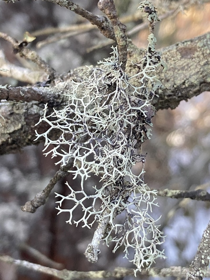 Light And Dark Lichen photo 3