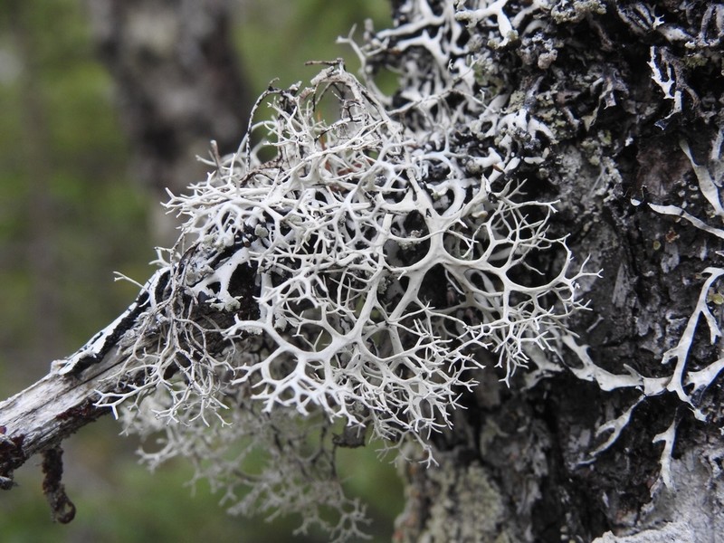 Light And Dark Lichen photo 4