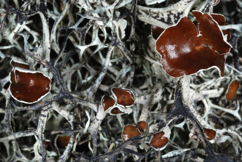 Light And Dark Lichen photo 5