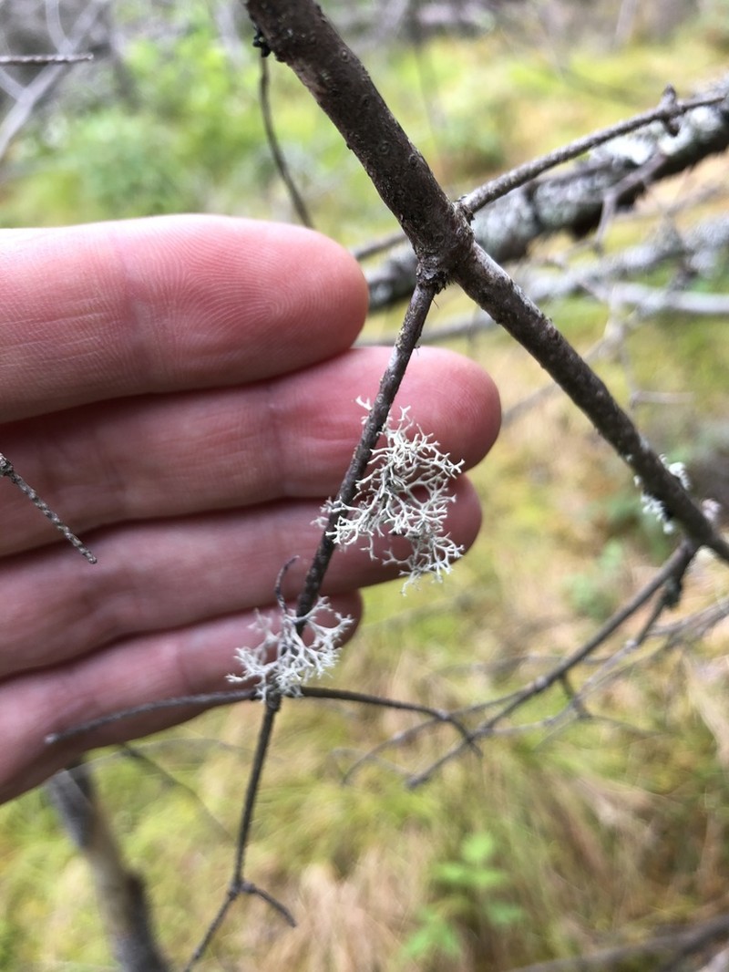 Light And Dark Lichen photo 6