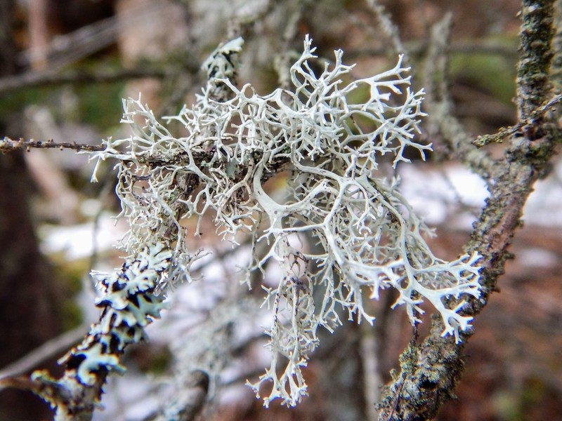 Light And Dark Lichen photo 7