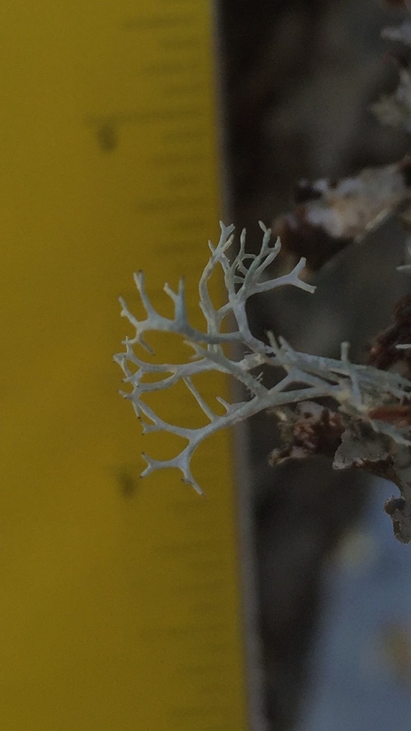 Light And Dark Lichen photo 8
