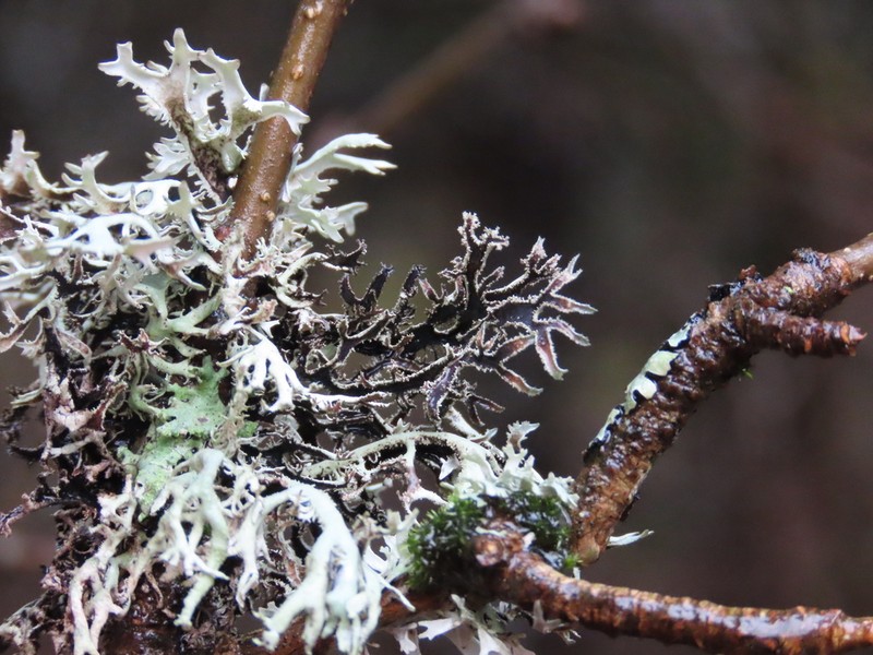 Light And Dark Lichen