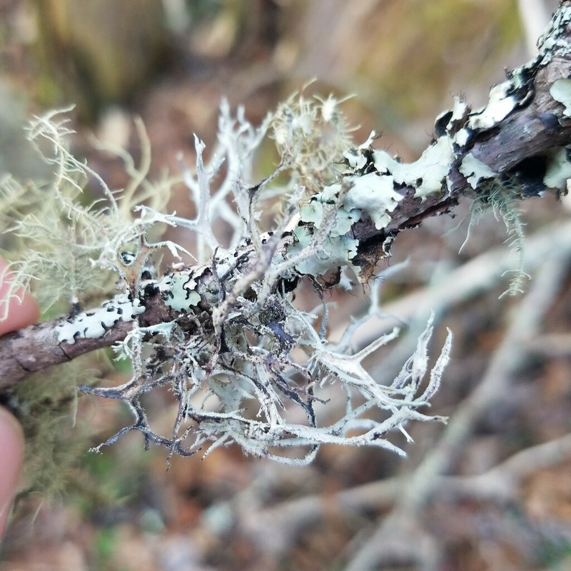Light And Dark Lichen photo 2