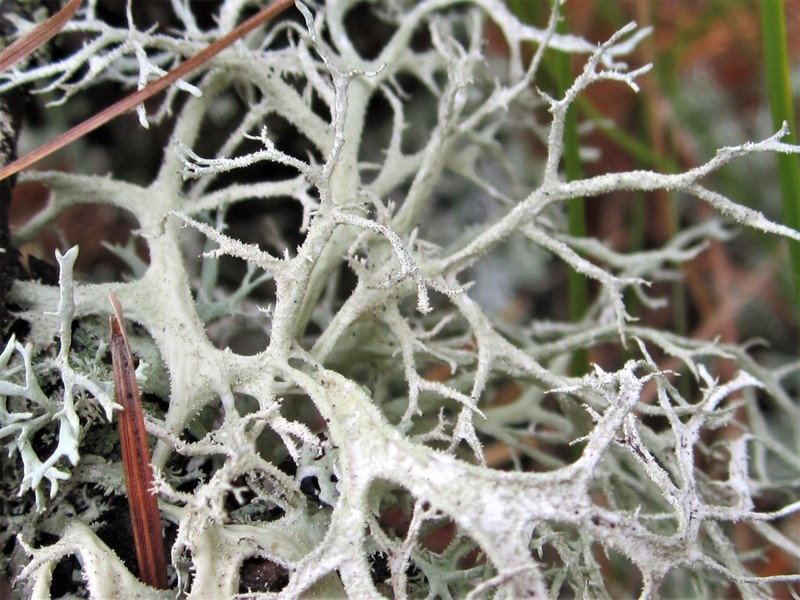 Light And Dark Lichen photo 3