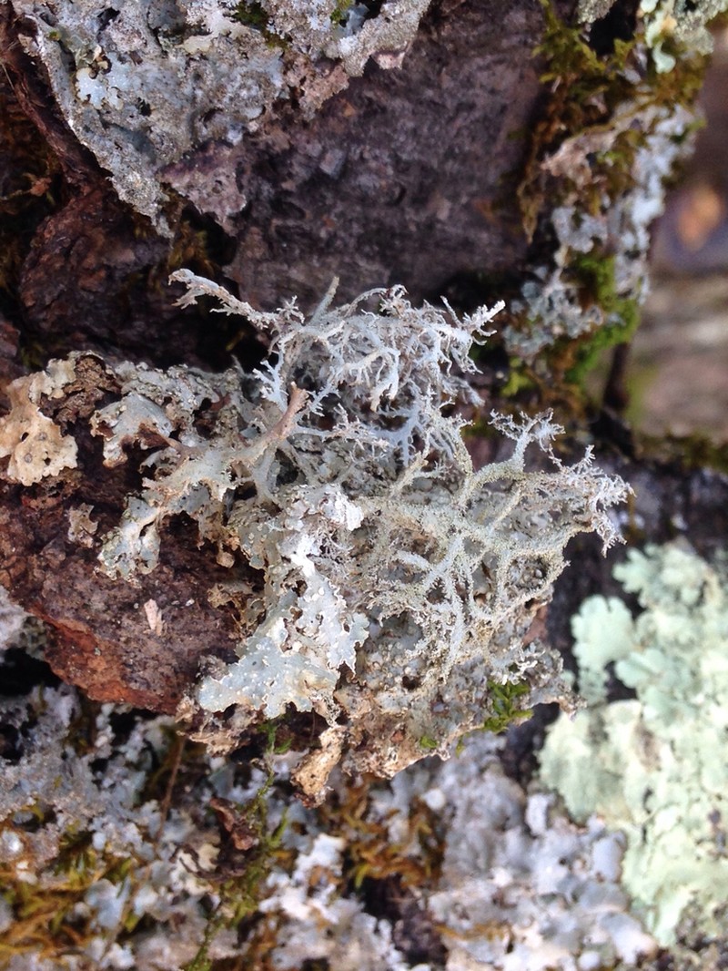Light And Dark Lichen photo 4