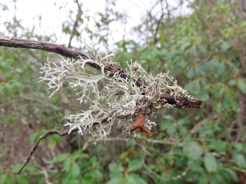 Light And Dark Lichen photo 5
