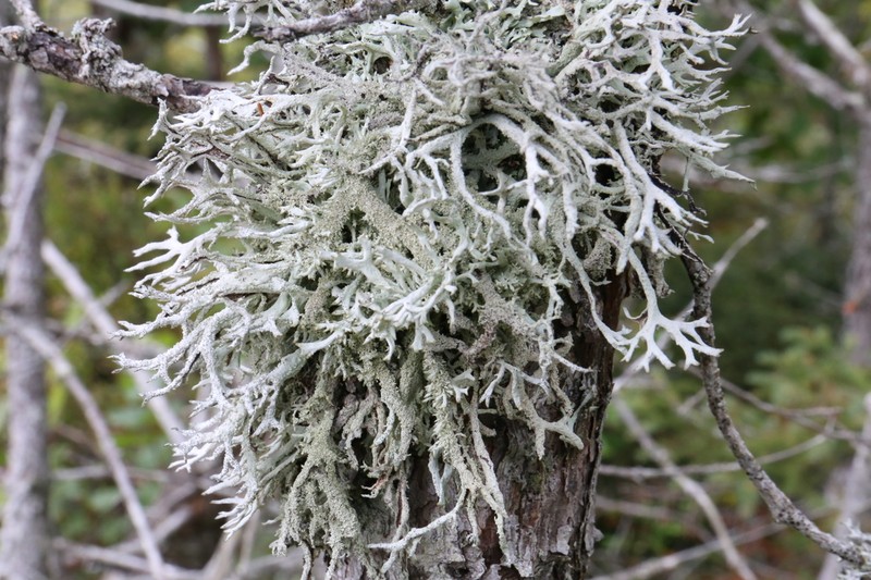 Light And Dark Lichen photo 6