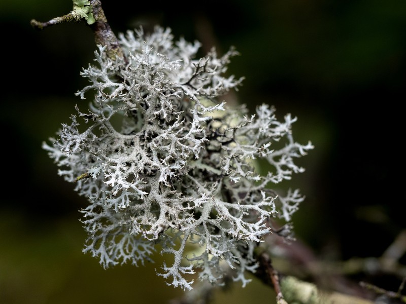 Light And Dark Lichen photo 7