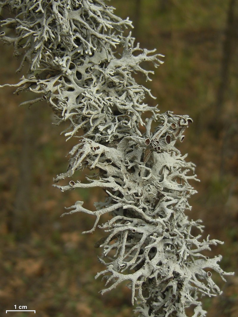Intense Light And Dark Lichen