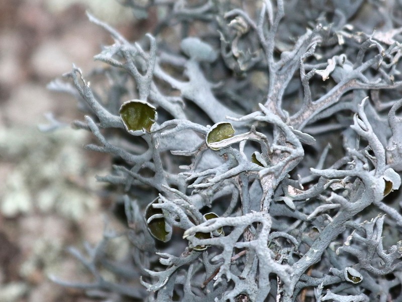 Intense Light And Dark Lichen