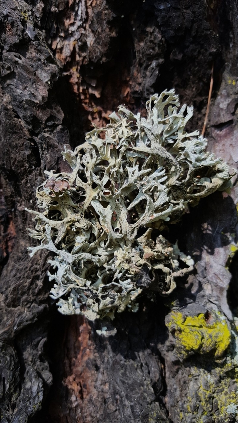 Intense Light And Dark Lichen photo 2